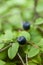 Wild blueberry bush, cultivated agriculture