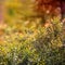 Wild blueberry bush. Dreamy wild blueberries close up on a sunny day with lens flare and bokeh.