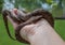 Wild Boa Snake with Brown and Red Pattern Held in Palm of Hand