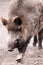 WILD BOAR