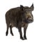 Wild boar