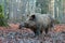 Wild boar