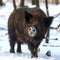 Wild boar