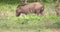 Wild Boar on The Alert with Rain Forest