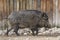 Wild boar also known as the wild swine