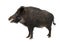 Wild boar, also wild pig, Sus scrofa