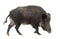 Wild boar, also wild pig, Sus scrofa