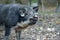 Wild boar in autumn forest