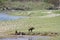 Wild boar in Bardia national park, Nepal