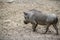 Wild boar in a Berlin Zoo