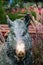 Wild boar bronze statue, Butchart Gardens, Victoria, Canada