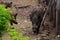 Wild boar close-up