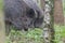 Wild boar close up portrait