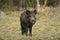 Wild boar, a cute funny piglet walking on grass, trees in background