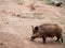 Wild boar in a deforested environment