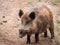 Wild boar in a deforested environment