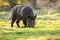 Wild boar digging with nose on ground in spring nature