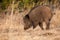Wild boar digging with snout on dry meadow in autumn nature.