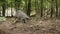 Wild boar digs the ground with its snout. Looking for food in the forest