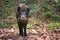 Wild boar digs snout acorns in woods