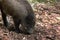 Wild boar digs snout acorns in woods