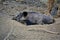 Wild boar in dry wallow in the forest