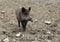 Wild boar on earthy ground