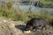 Wild boar eating at the edges of the Tevere river