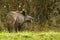 Wild boar, eating fallen apples