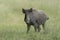 Wild Boar eyecontact II