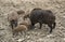 Wild boar family