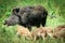 Wild boar family