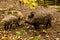 Wild boar family