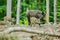 Wild boar family, adult and two little striped piglets, walking in a forest