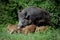 Wild boar family in forest