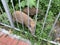 Wild boar family in forest of hong kong.