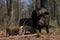 Wild boar family in the forest, spring