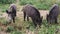 A wild boar family or hogs in the forest looking for food