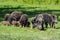 Wild boar family - sow and piglets rooting for food