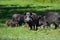 Wild boar family - sow and piglets rooting for food