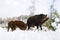 Wild boar family in winter