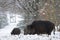 Wild boar family in the winter forest