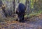 Wild boar foraging in forest
