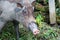 Wild boar in the forest in Borneo