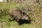 wild boar in the forest feeding on vegetables