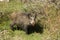 Wild boar in the forest feeding on vegetables