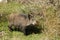 Wild boar in the forest feeding on vegetables