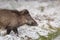 Wild boar in fresh snow