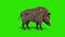 Wild boar green screen eat side loop 3D rendering animation