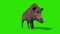 Wild boar green screen walk cycle front loop 3D rendering animation